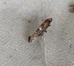Acrolepiopsis assectella