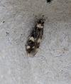 Oegoconia