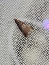 Acrobasis advenella