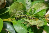 Cydalima perspectalis