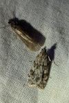 Scoparia