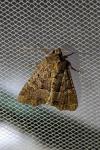 Mesapamea secalis/secalella