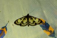 Anania hortulata