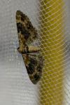 Eupithecia pulchellata/pyreneata