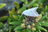 Nola subchlamydula
