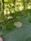 Phyllonorycter coryli
