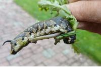 Agrius convolvuli