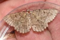 Charissa obscurata obscurata