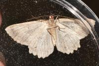 Charissa obscurata obscurata