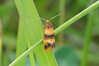 Commophila aeneana