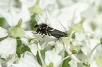 Glyphipterix simpliciella