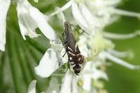 Glyphipterix simpliciella