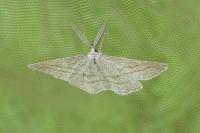 Perconia strigillaria
