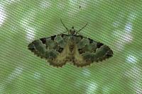 Colostygia pectinataria