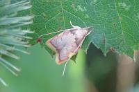 Carcina quercana