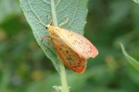 Miltochrista miniata