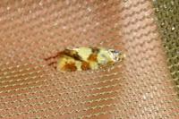 Aethes tesserana