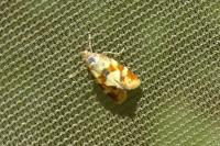 Aethes tesserana