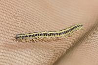 Calophasia lunula
