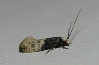 Trichophaga tapetzella