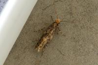Monopis laevigella