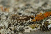 Monopis laevigella