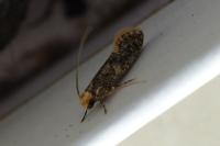Monopis laevigella