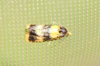 Commophila aeneana