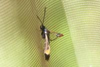 Synanthedon formicaeformis