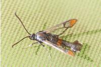 Synanthedon formicaeformis