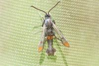 Synanthedon formicaeformis