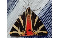 Euplagia quadripunctaria