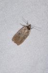 Agonopterix