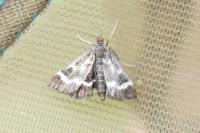 Pyrausta nigrata