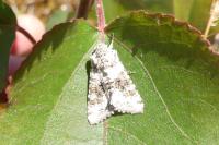 Hecatera bicolorata
