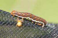 Actinotia polyodon