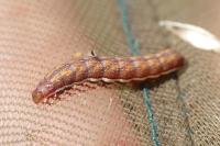 Actinotia polyodon