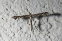 Amblyptilia acanthadactyla