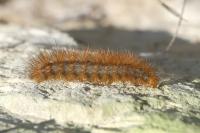 Diaphora mendica