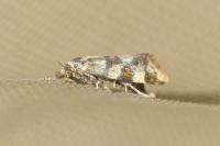 Aethes tesserana