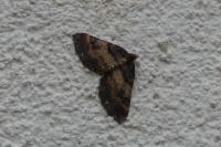 Earophila badiata