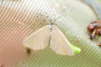 Minoa murinata