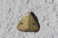 Rivula sericealis