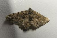 Peribatodes ilicaria ilicaria