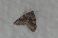 Trichopteryx polycommata
