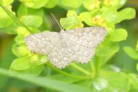 Scopula immorata