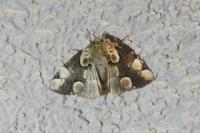 Thyatira batis