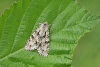 Acronicta cuspis
