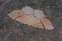 Cyclophora punctaria
