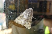 Hecatera dysodea